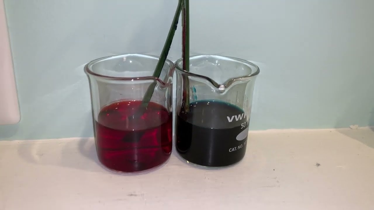 Color Changing Flowers Experiment - Part 2