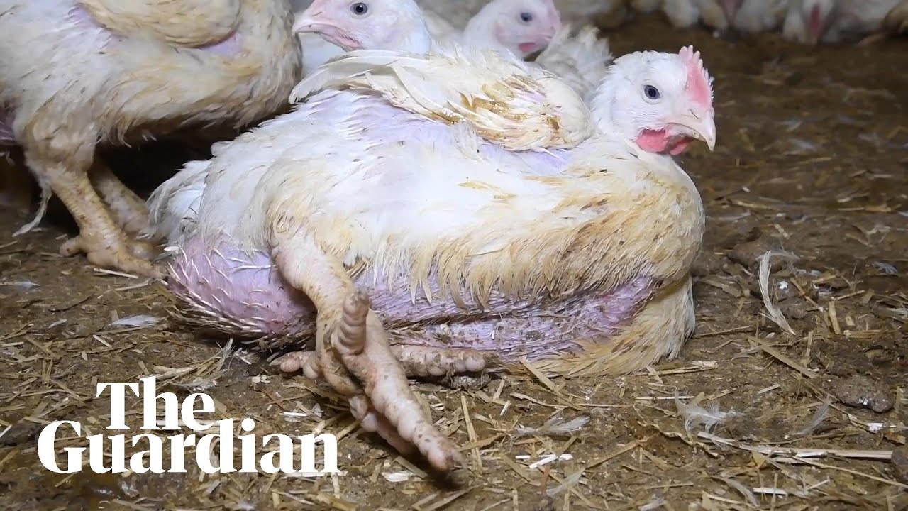 'Shocking' conditions at three UK chicken farms revealed in secret footage