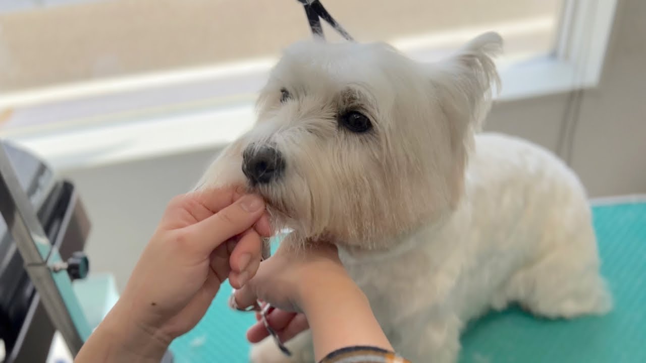 実はトリミングサロンが好きなウエスティー♪（シシーちゃん）