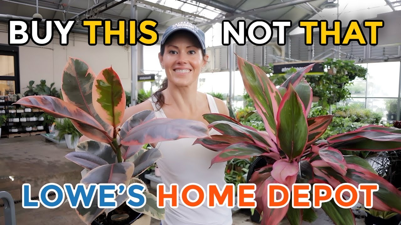 Buy THIS, Not THAT - Big Box Plants I Stay Away From & What To Buy Instead - Indoor Plants