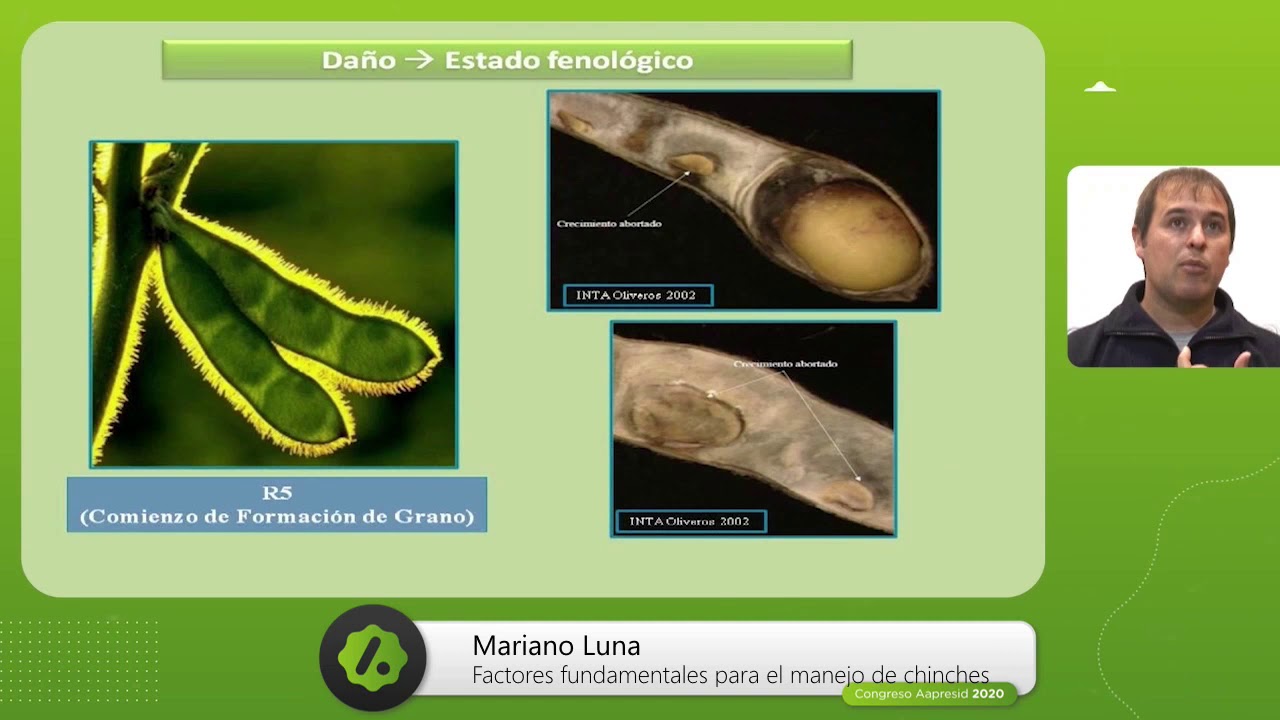 Factores fundamentales para el manejo de chinches en el cultivo de soja