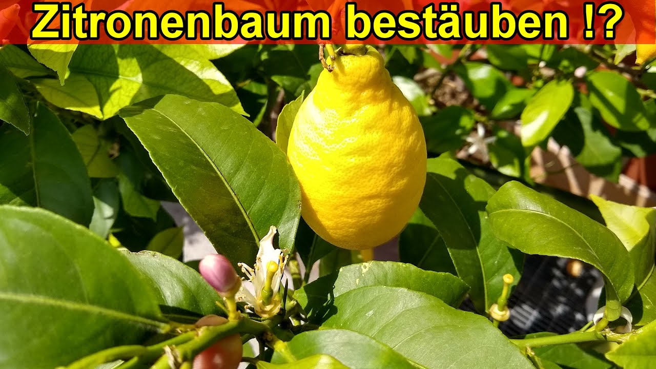Zitronenbaum best&auml;uben &ndash; Sind Zitronenb&auml;ume Selbstbest&auml;uber? Wie wird der Zitronenbaum befruchtet?