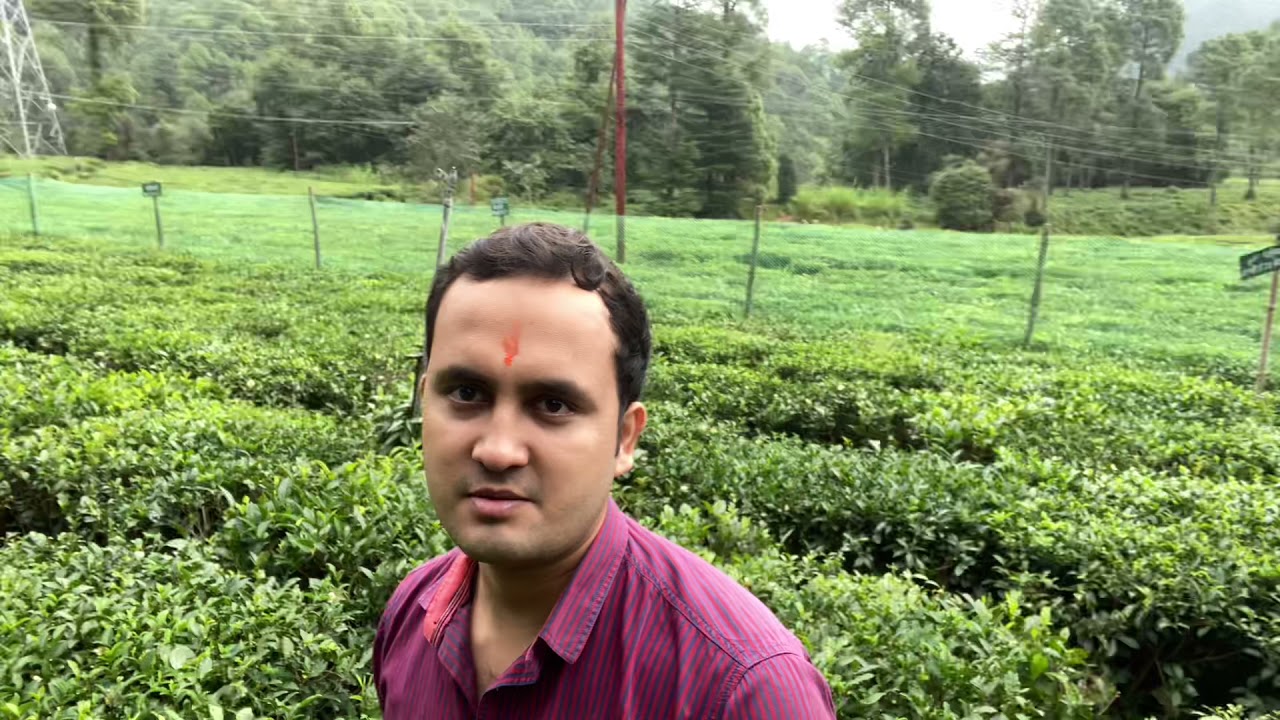Tea plantation 