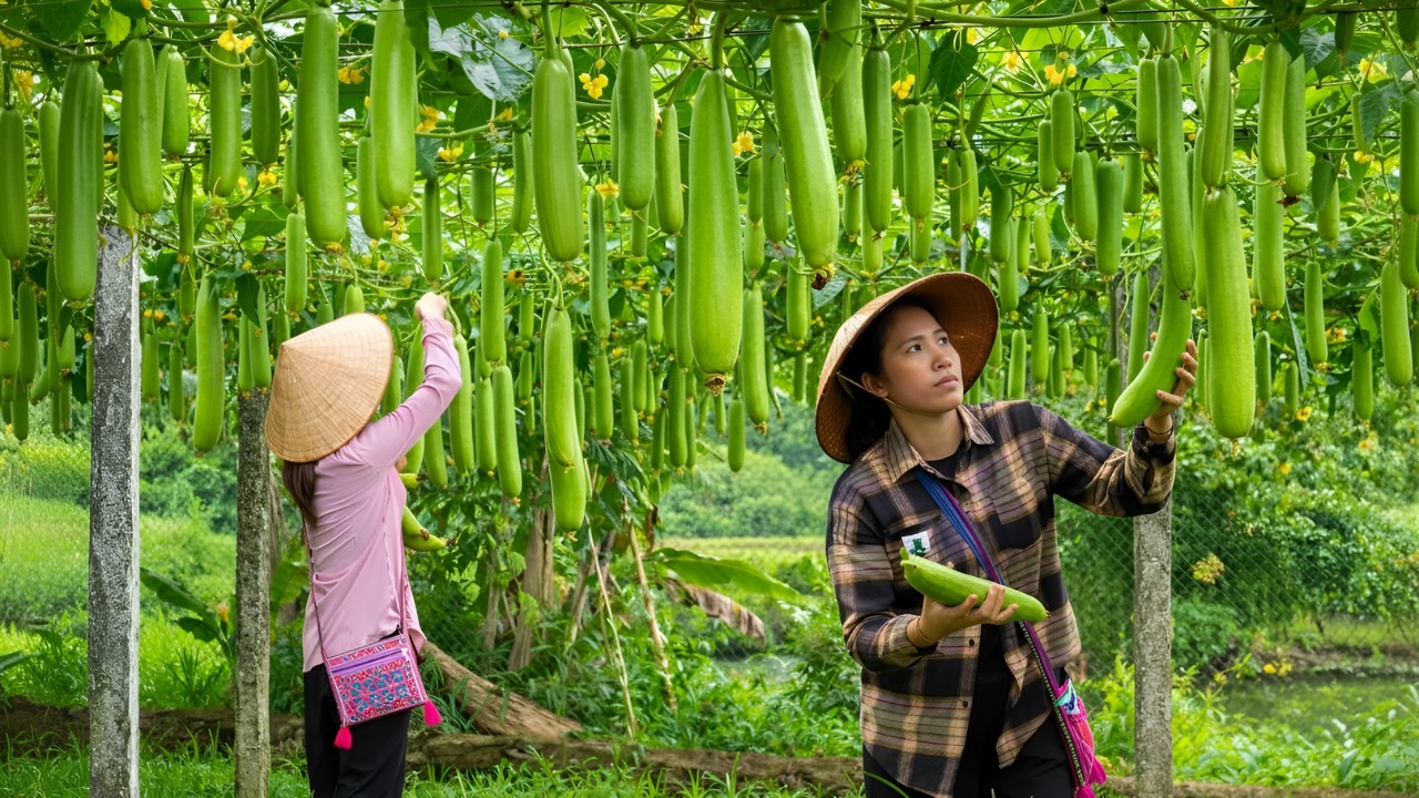 Two sisters harvest gourds together to sell - A heartwarming family meal, a glimpse into rural life