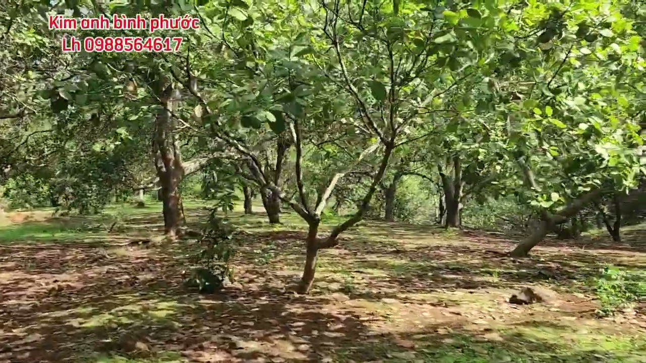 Bán đất vườn điều + 300 cây cao su giá 700trieu 1ha xã phú trung phú riêng bình phước Lh 0988564617