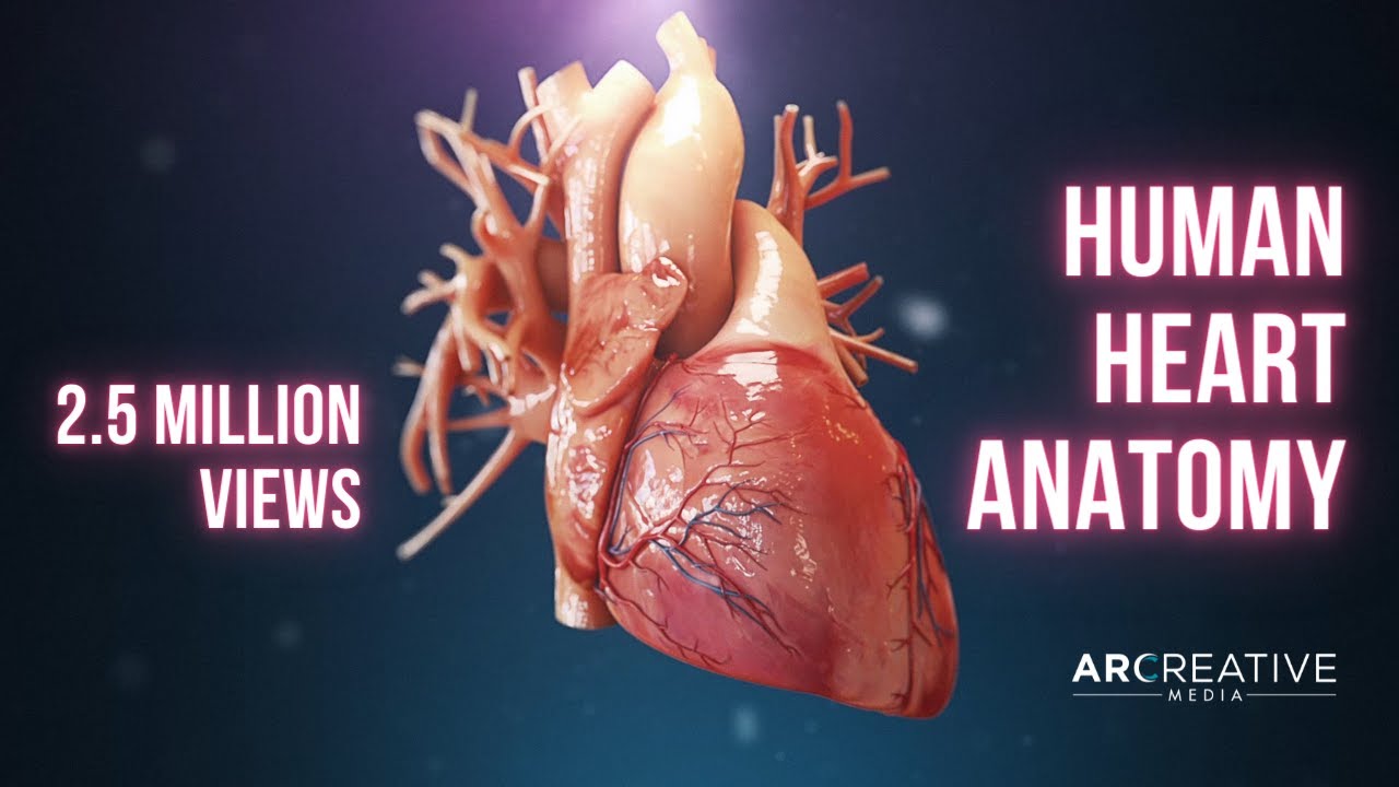 Human Heart Anatomy (3D Medical Animation)