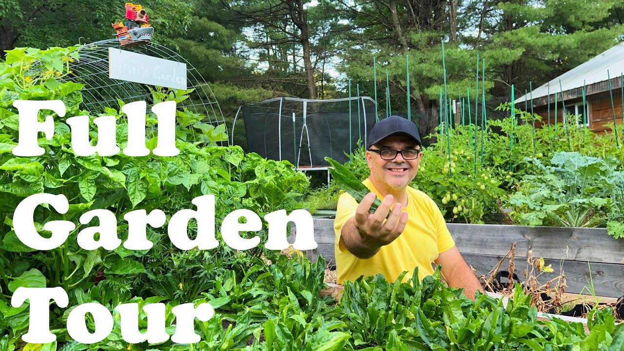 How to Keep Your Culantro (Recao) Plants Alive and Full Sofrito Garden Tour