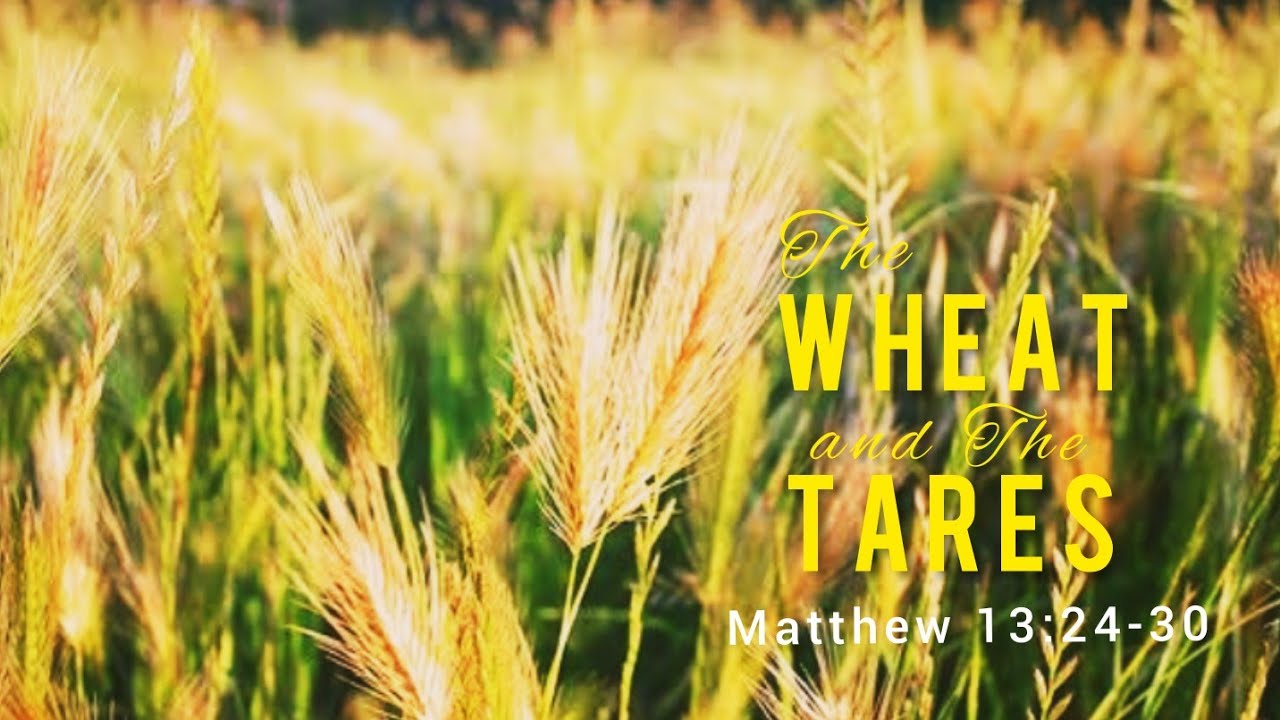 The Wheat and The Tares (Matthew 13:24-30)