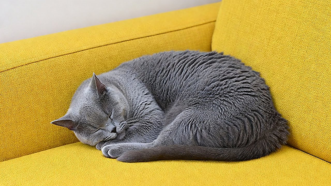 LIVE Adorable Kitten Sleeping Peacefully for Relaxation 😴 | Season 1