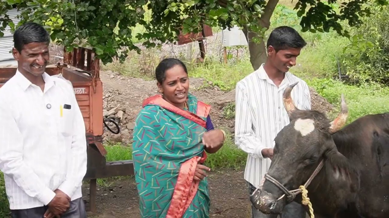 एकरी 30टन मिर्ची🌶️तोडून-तोडून वैतागले हरभराही एकरी 9ql ऍनिमल हेल्थ चार्जेर ने 3 दिवसात गाय🐄 ठणठणीत‼️