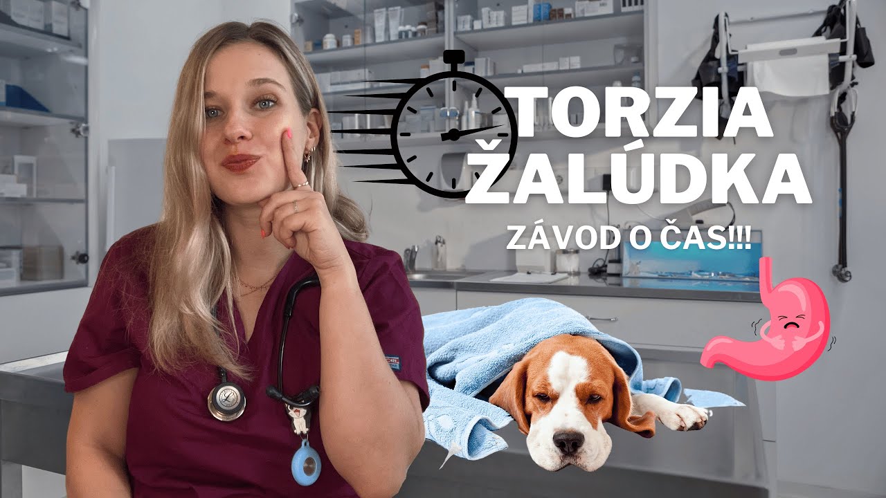 GDV - Torzia žalúdka u psa / torze žaludku psa