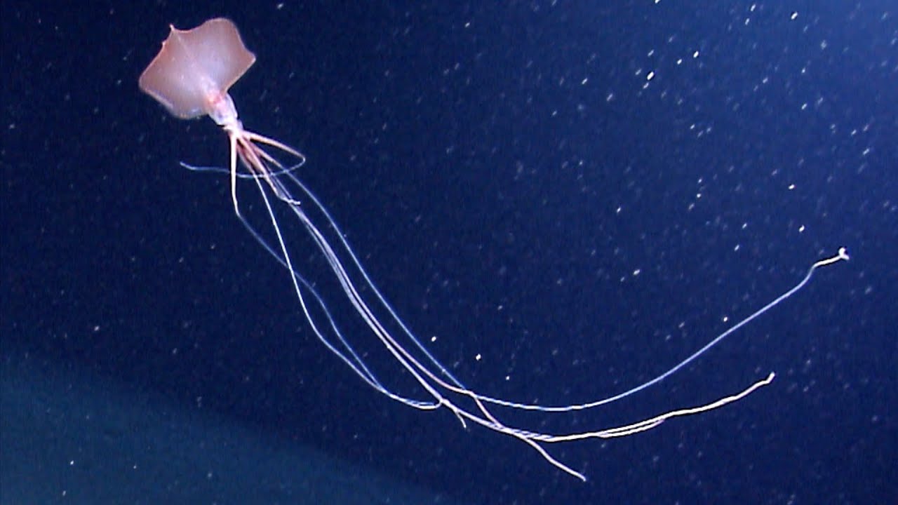 10 Strange Deep Ocean Creatures Found by ROVs in the Gulf of Mexico | ft. Magnapinna Squid Encounter