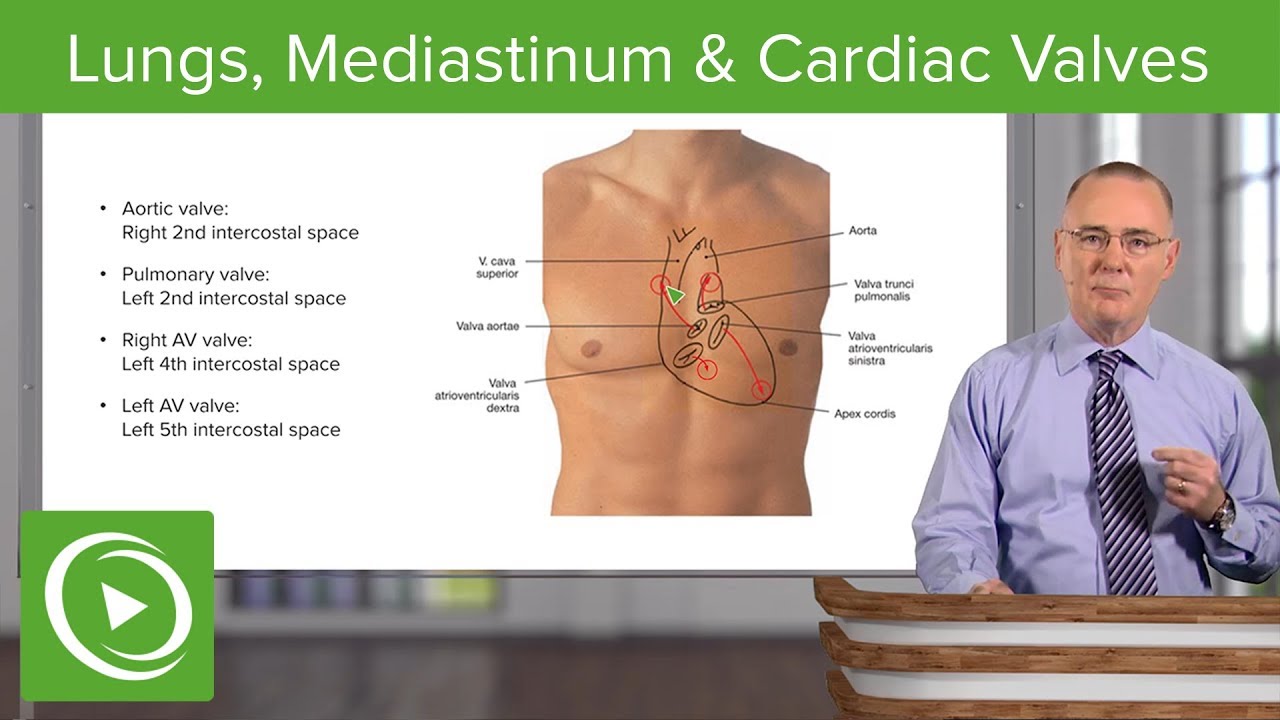 Thoracic Cavity: Lungs, Mediastinum & Cardiac Valves &ndash; Respiratory Medicine | Lecturio