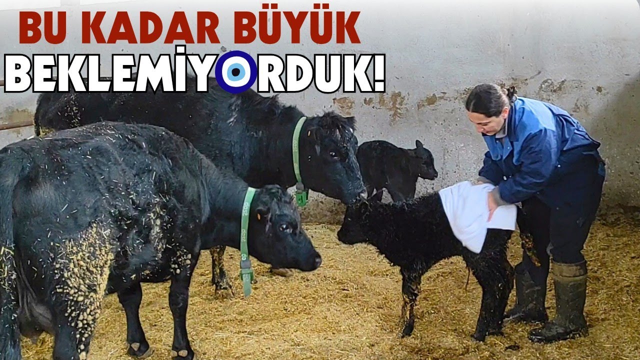 ÜÇÜNCÜ ANGUS BUZAĞI DOĞDU | Ahır Kreşe Döndü