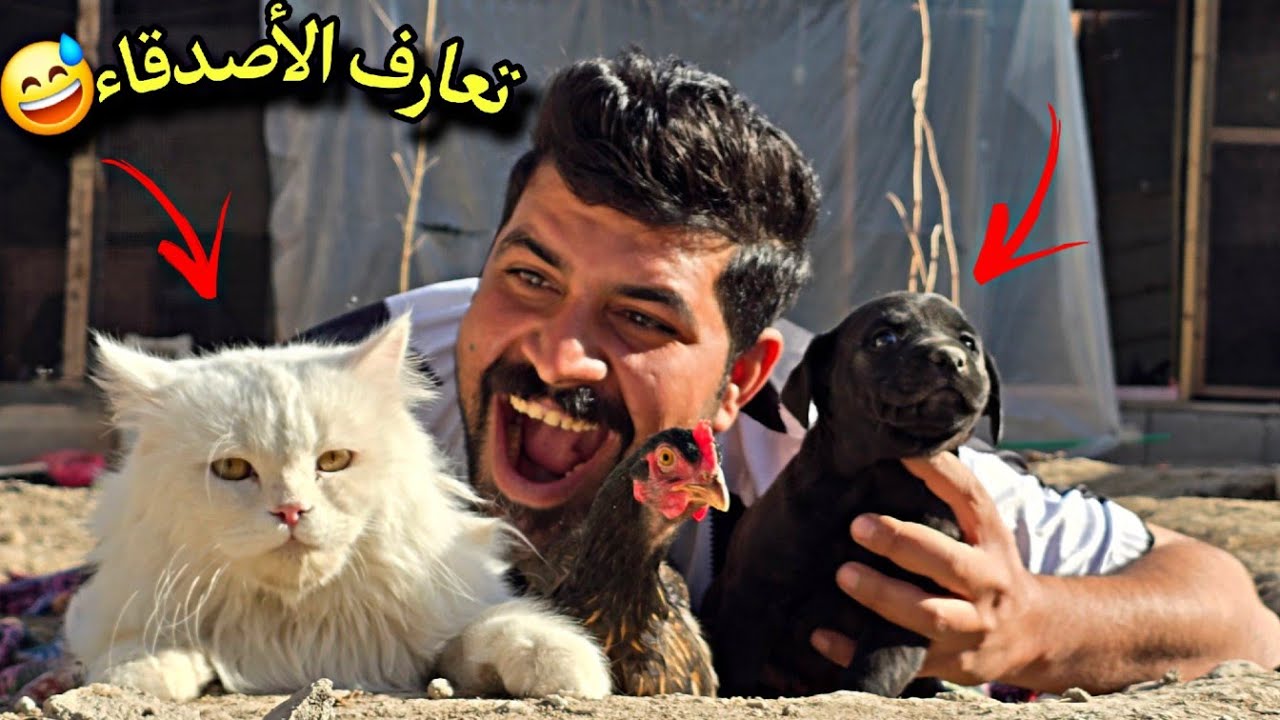 ​أغرب تجمع أصدقاء: القطة والكلب والدجاجة في مكان واحد! 😂