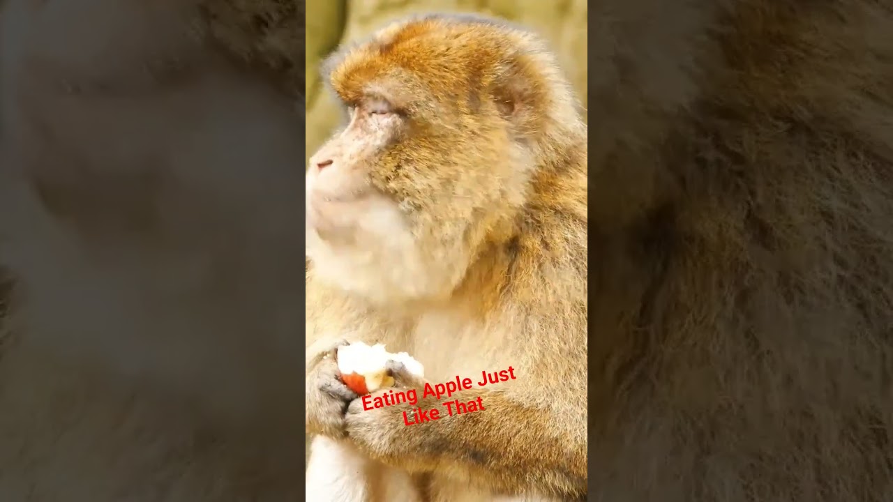 Monkey Eating Apple 🍎 