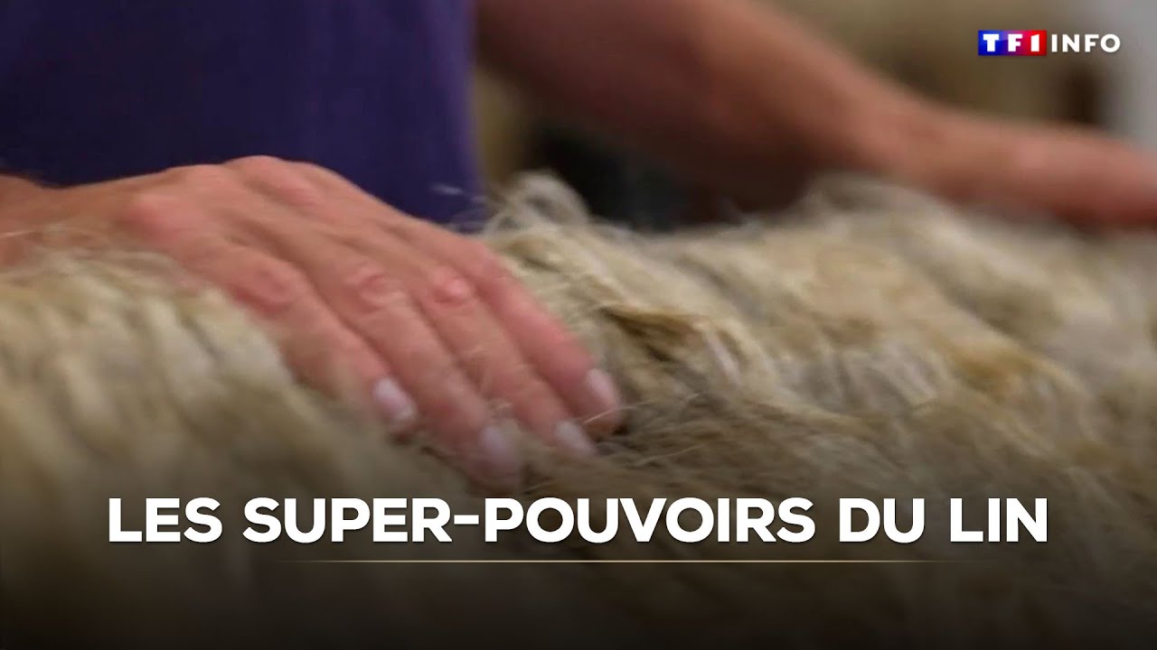 Billets de banque, industrie automobile, équipements de sport : les super-pouvoirs du lin｜TF1 INFO