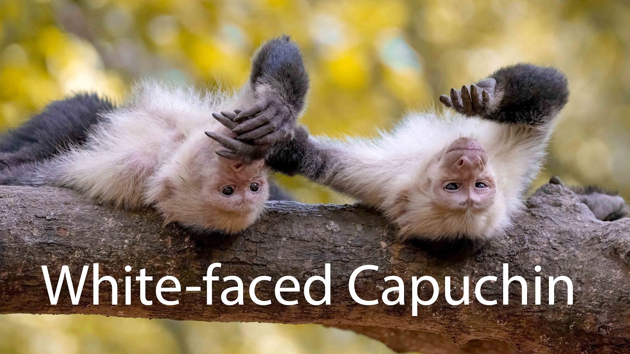 White faced Capuchin Monkeys from Costa Rica