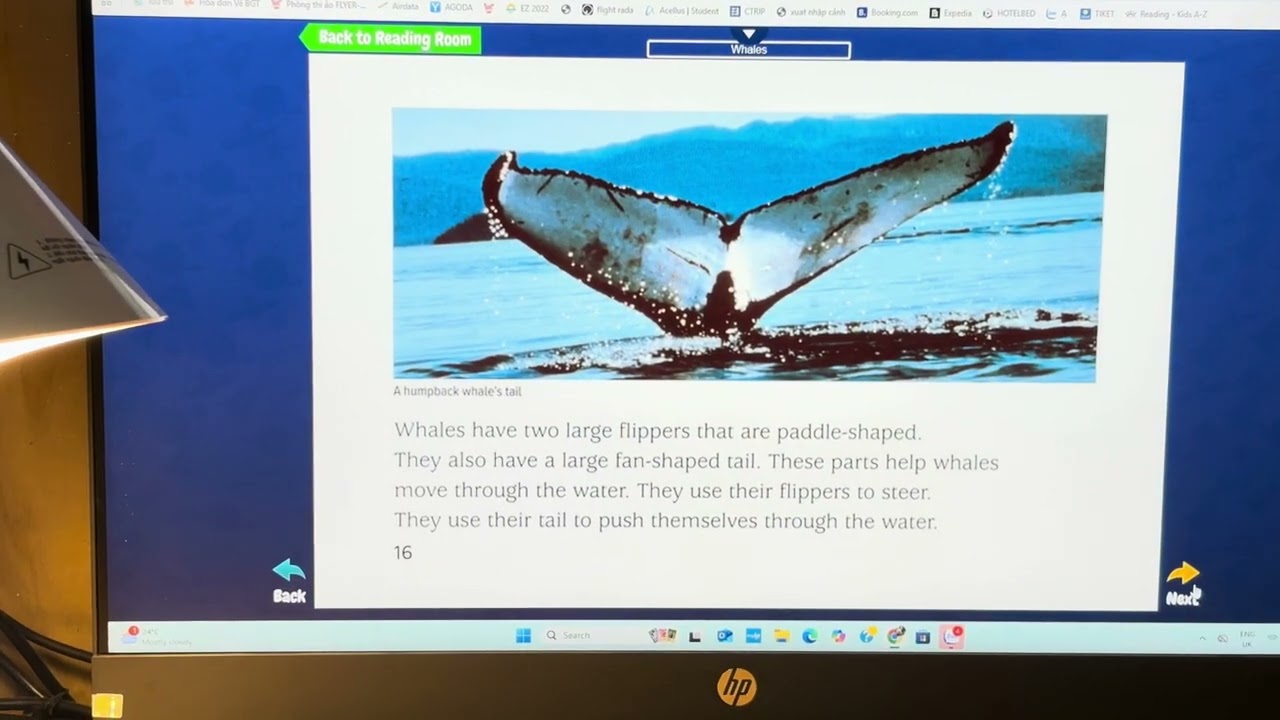 whales