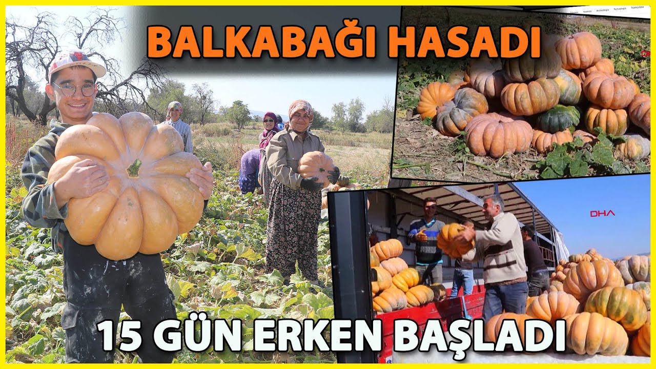 Kırmızı Bal Kabağında Erken Hasat