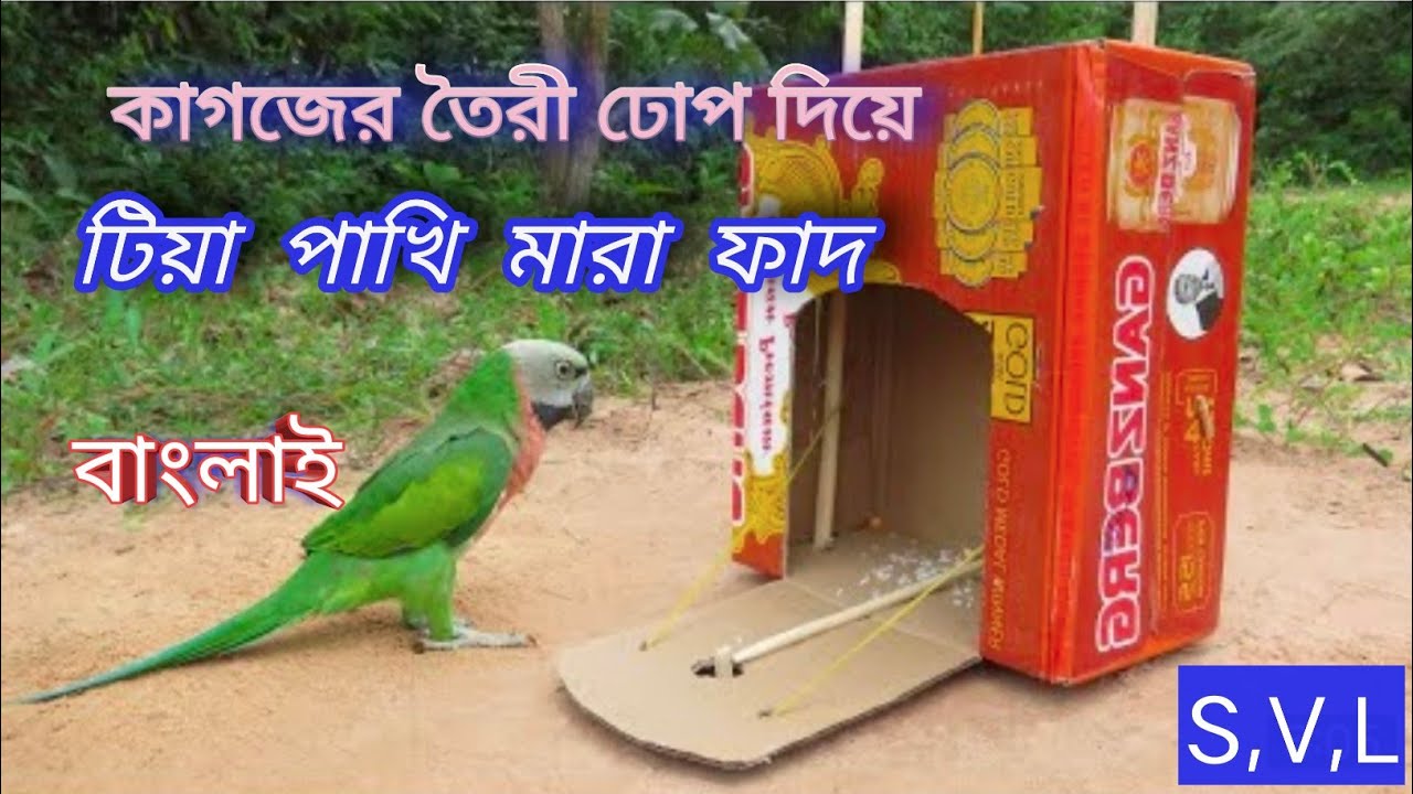 Build Easy Parrot Bird Trap Using Cardboard & Bamboo - Technology Bird Trap