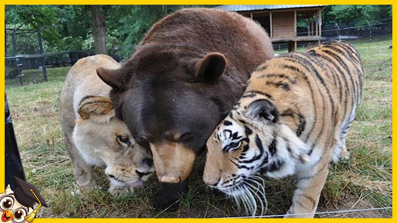 20 Dieren Die Andere Diersoorten Hebben Geadopteerd
