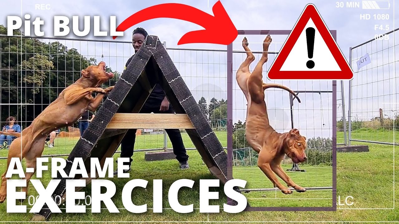 Entrainement A-FRAME avec SASHA [ Fun Show Belgium / PitBull ] +BONUS