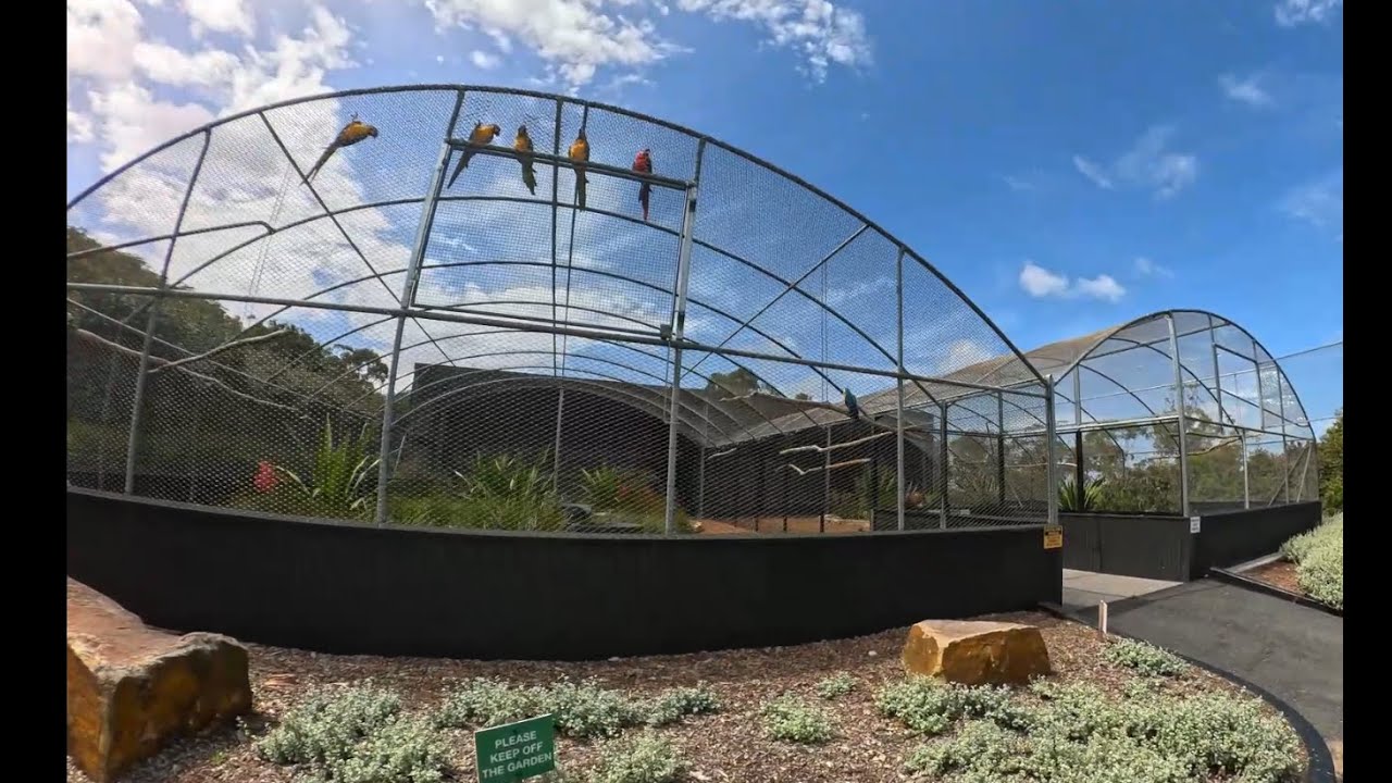 Visiting the Macaw Parrots in Mount White.