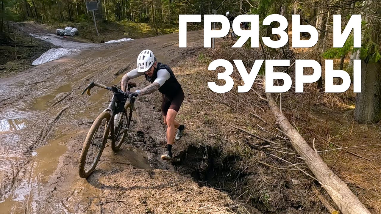 Гревел в Токсово: зубры, грязь и снег. На велосипеде | 20.04.2025