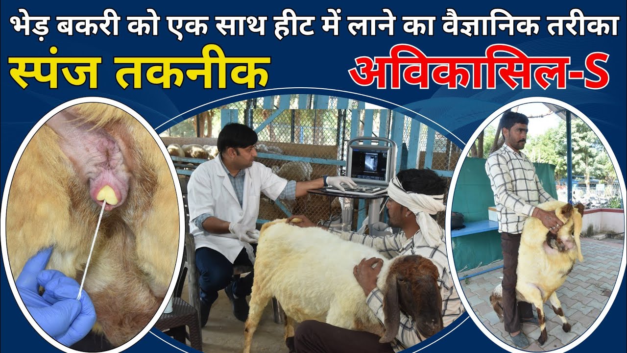 बकरी को एक साथ हीट में लाने का वैज्ञानिक तरीका //Heat Synchronisation 👍 अविकासिल #goat #farming