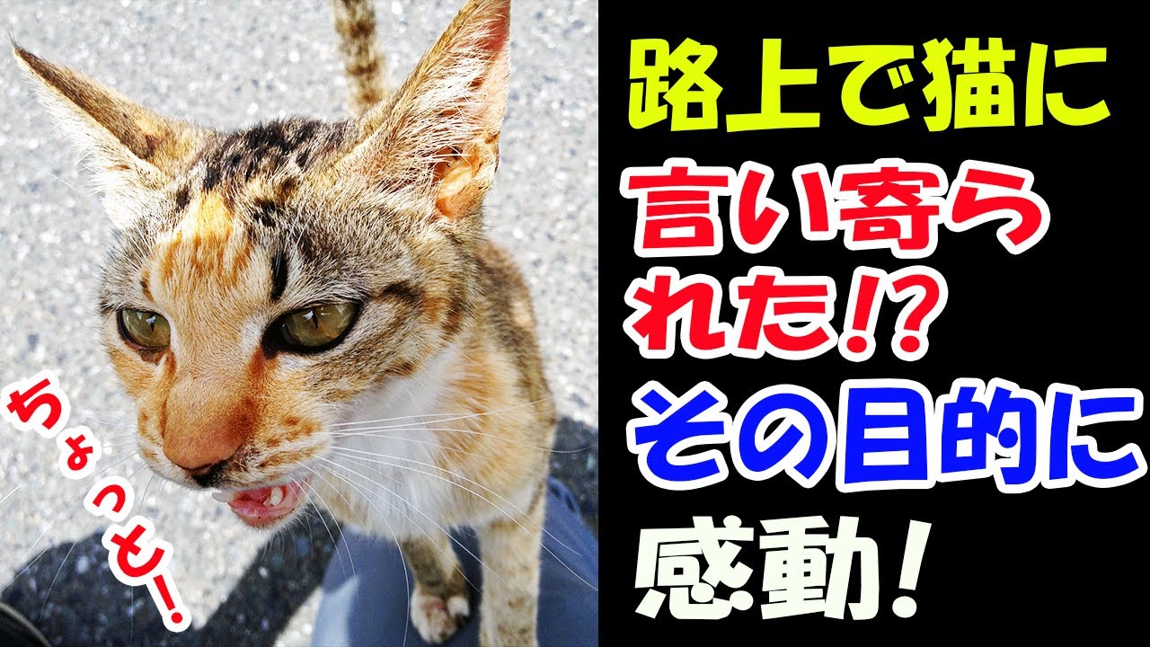 路上で猫に言い寄られてビックリ!目的を知って衝撃!【猫の不思議な話】【朗読】