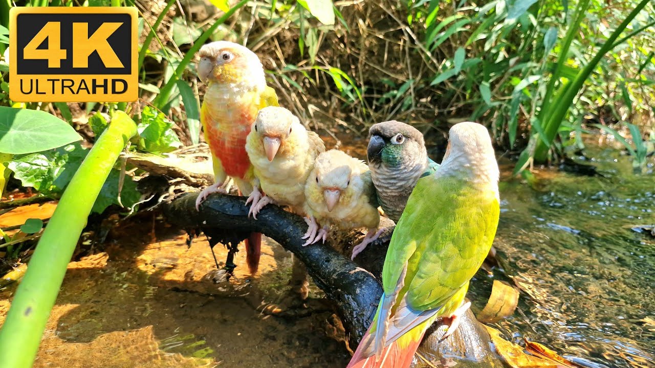 Video to lull a parrot to sleep : nature relaxing bird sounds.Green cheek conure