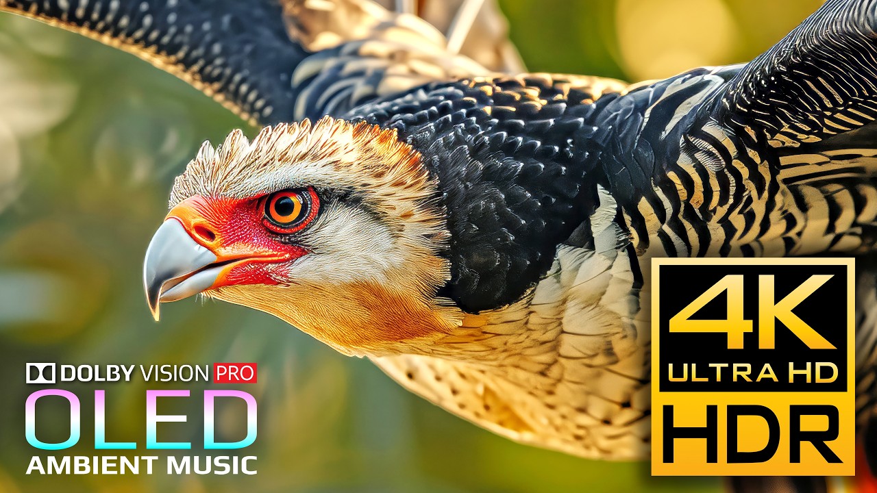 World's Best Nature Animals 4K Video ULTRA HD | REAL OLED HDR Dolby Vision 120fps (8K Video TV)