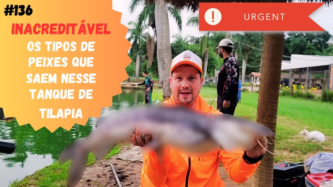 Olha o padrão de peixe que tem nesse tanque de tilápia - Pesqueiro Lagoa dos Patos