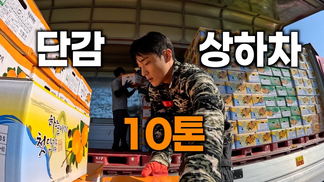 하루만에 단감 10톤 상하차