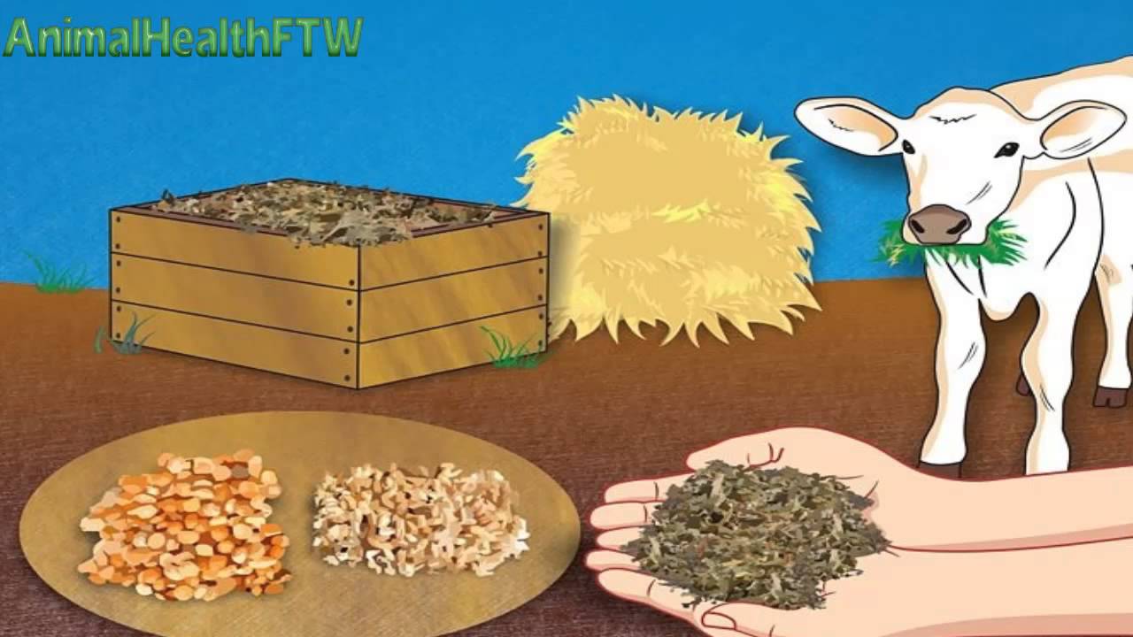 مشاكل عجول التسمين الجزء الثانى ( التغذية)