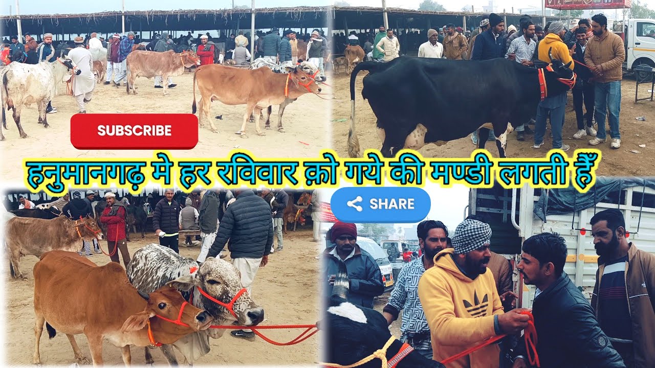 हनुमानगढ़ मे हर रविवार क़ो गाये की मण्डी लगती हैँ #cow #baffalo #cowgoat #hfcowmarket #bull #animals 