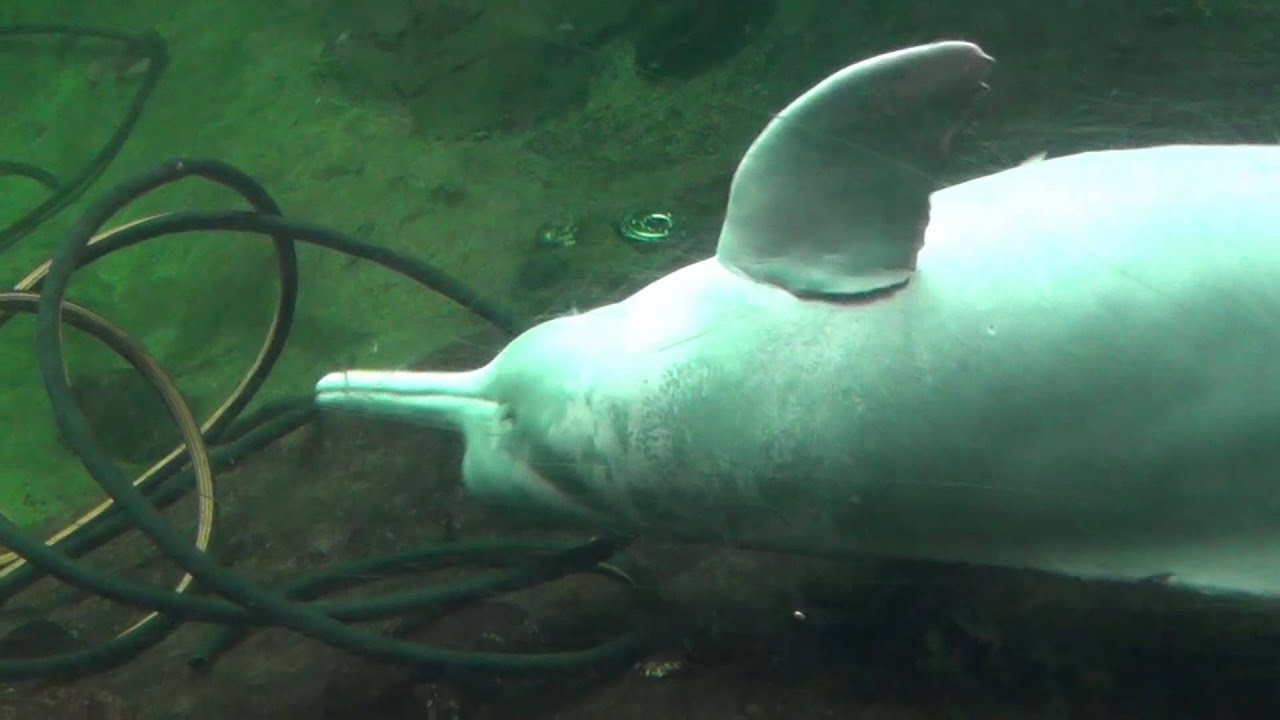 Amazonas-Flussdelfin 