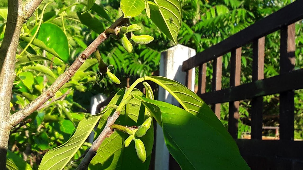 PawPaw growing UK, after my first 4 fruits last year it looks like I will get fruits again this year