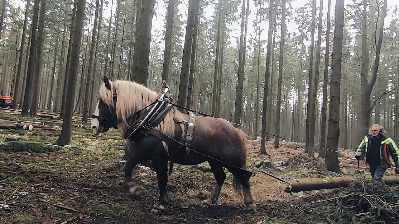 Šetrná těžba dřeva