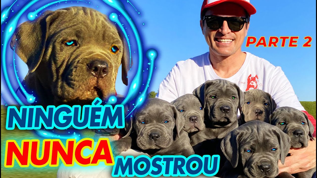 COMO CRIAR UM CANE CORSO LINDO, FORTE E COM TEMPERAMENTO EQUILIBRADO PARTE 2 | CANE CLUB KENNEL