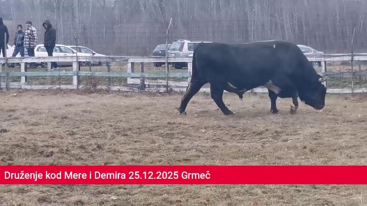 Uživo drugi krug Vučipolje