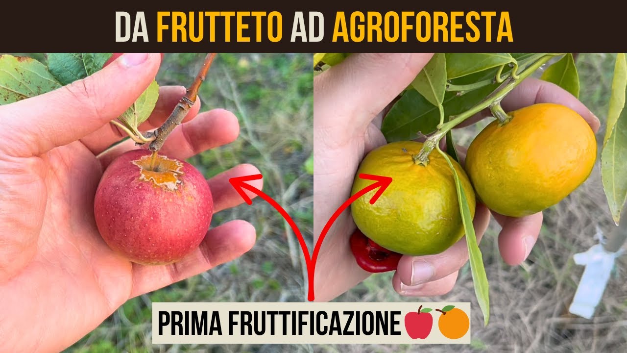 Da Frutteto ad Agroforesta: Tour al tramonto, Agrumi & Avocado in Toscana 🍎 🍊