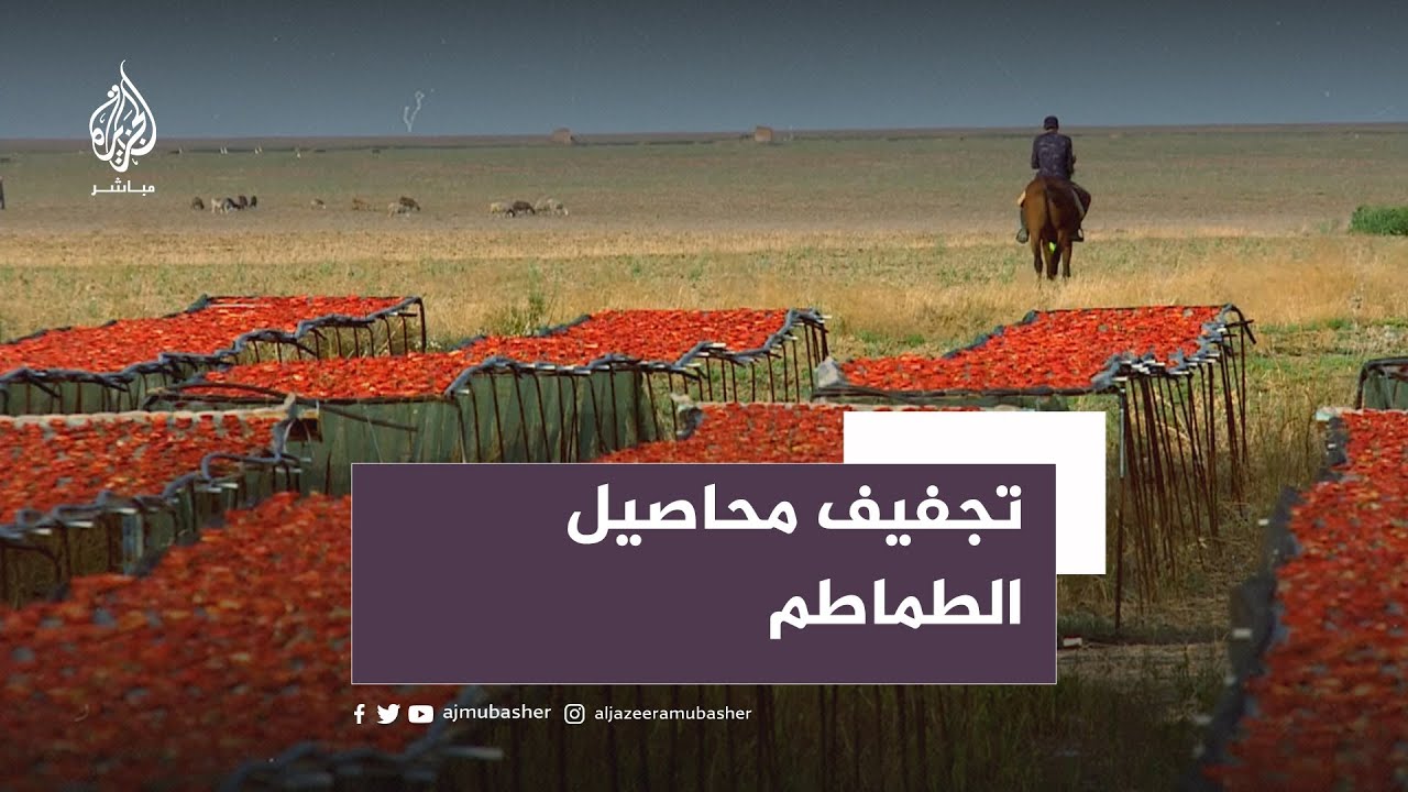 أهم الطرق في تجفيف محاصيل الطماطم