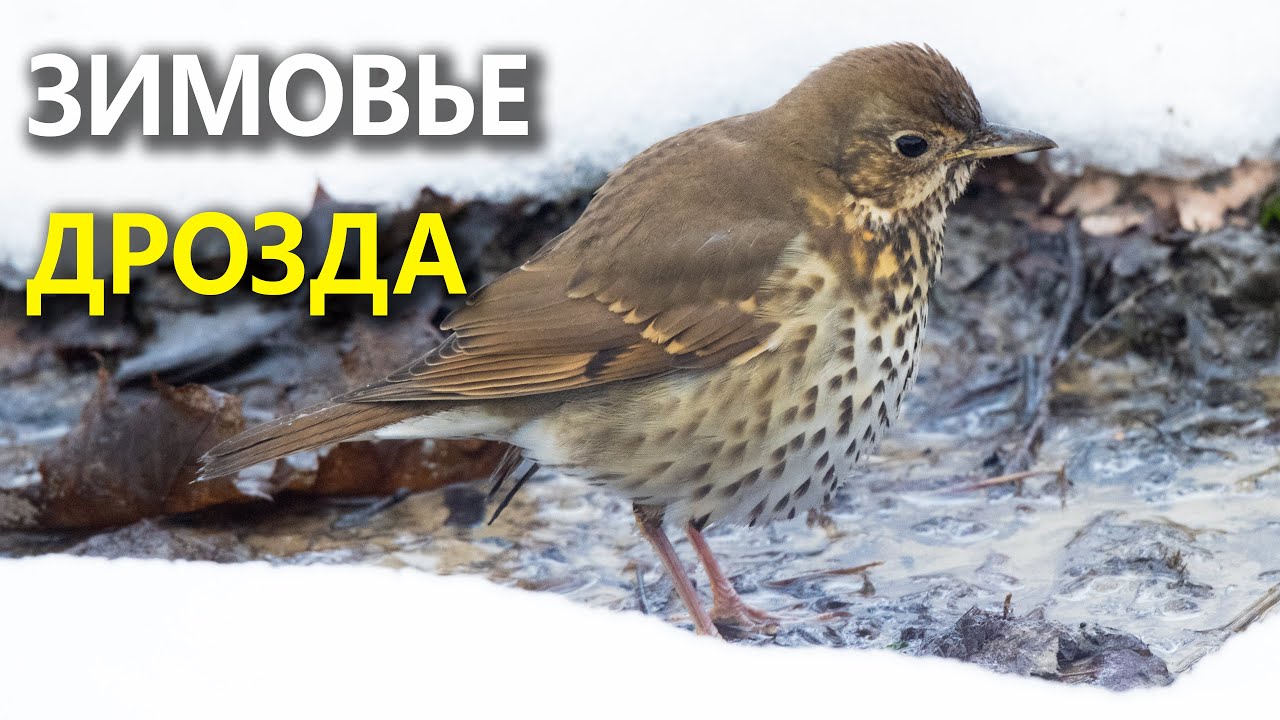 Певчий дрозд у ручья остаётся зимовать
