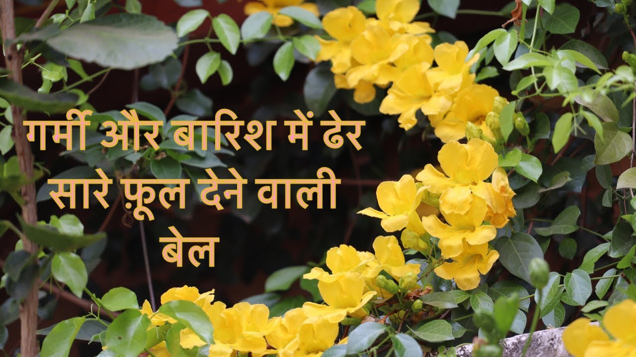 Cat's claw creeper पूरी गर्मी और बरसात ढेरों फ़ूल पाने के लिए ज़रूर लगायें ये पौधा