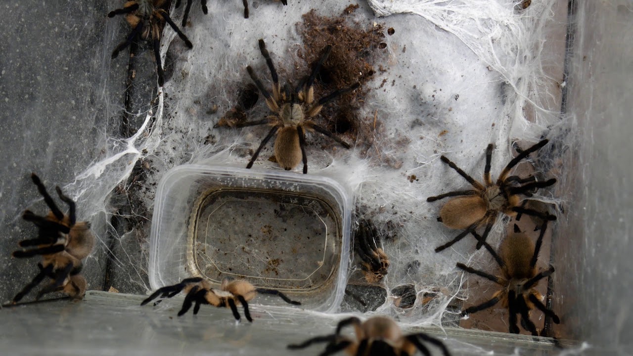 KONIEC BALF! - spidersonline.pl