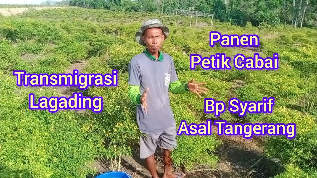 PETIK CABAI RAWIT KHAS SULAWESI BERSAMA PARA TRANSMIGRAN DESA LAGADING 