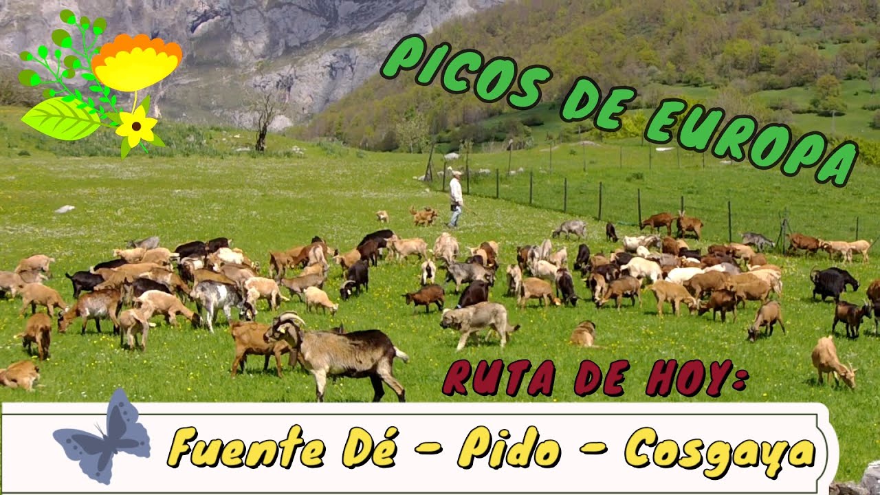 PICOS DE EUROPA – Ruta desde Fuente Dé - Pido - El hayedo de Las Ilces - Cosgaya