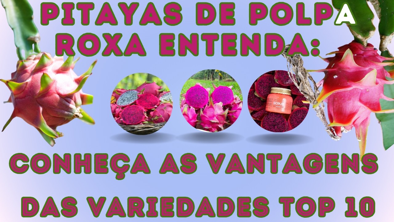 CONHEÇA AS VANTAGENS DE CULTIVAR PITAYAS DE POLPA ROXA - CUSTO BENEFÍCIO TOP 10